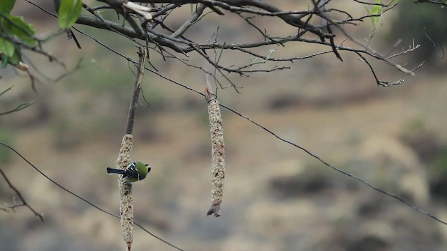 Green-backed Tit - ML515555
