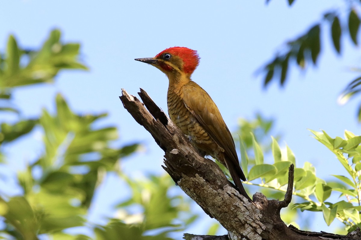 pica-pau-dourado-escuro/dourado-grande/de-garganta-barrada/dourado-de-belém/de-garganta-pintada  (xanthochlorus) - eBird