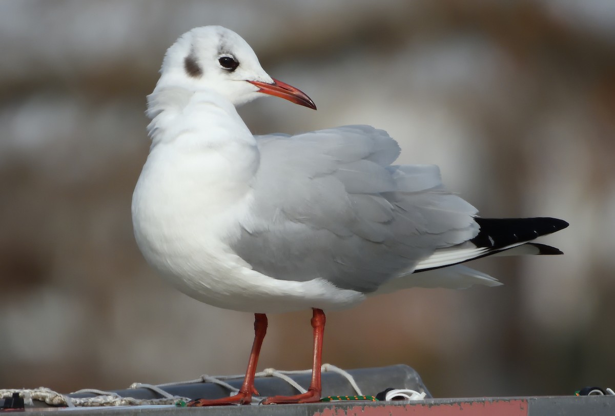 Mouette rieuse - ML515576351