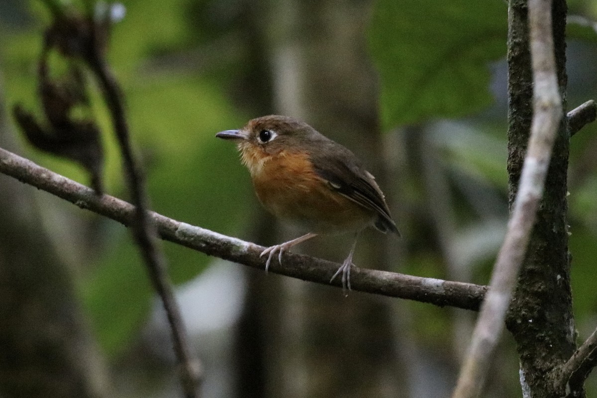 Rusty-breasted Antpitta (Rusty-breasted) - ML515577571