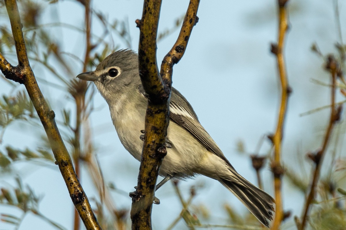 Cassin's Vireo - Kathy Collins