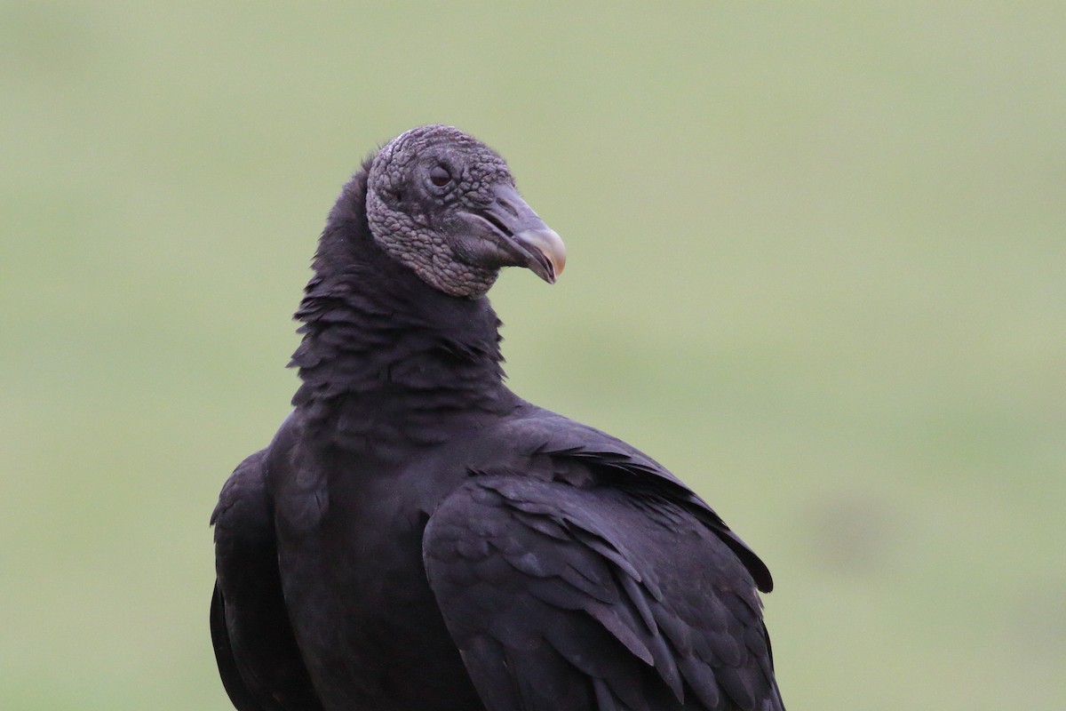 Black Vulture - ML515586101