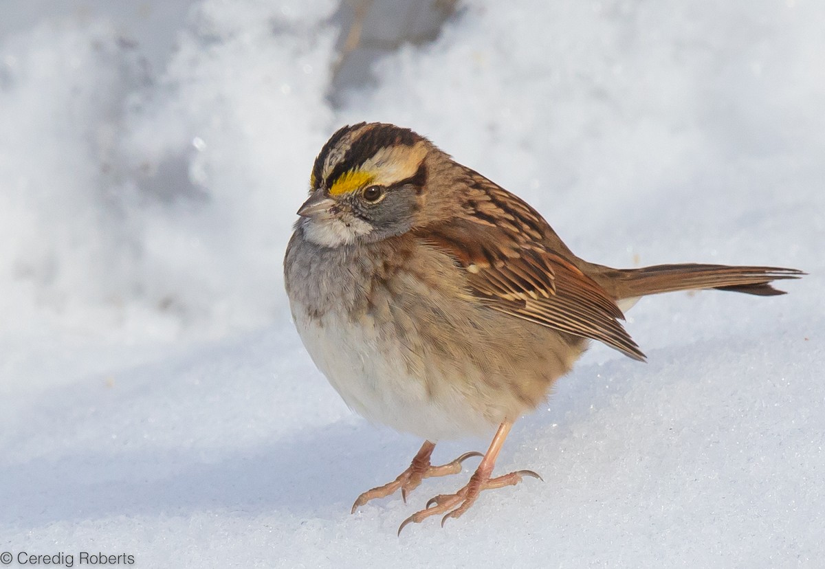 White-throated Sparrow - ML515588141