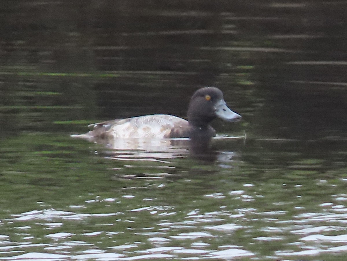 Greater Scaup - ML515593101