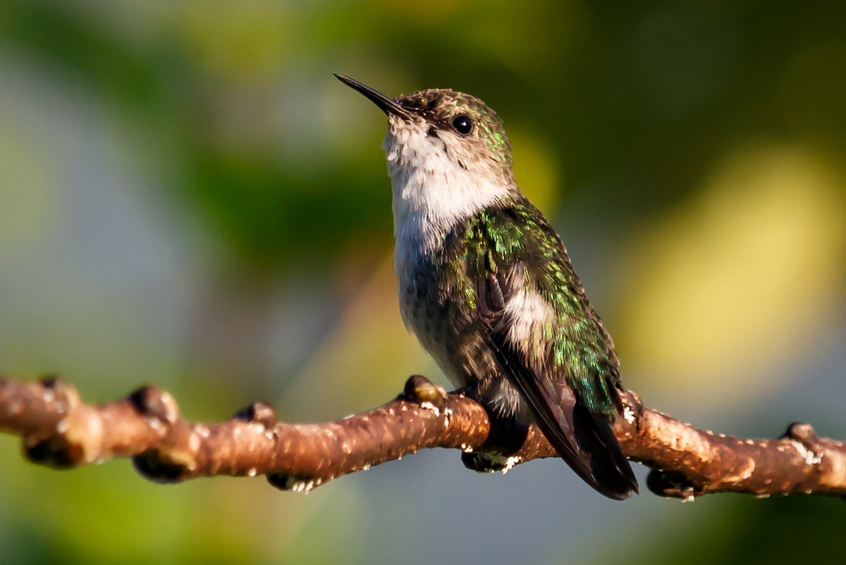 Vervain Hummingbird - ML51559411