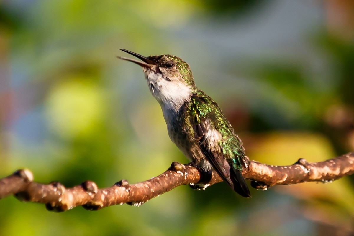 Vervain Hummingbird - Carole Rose