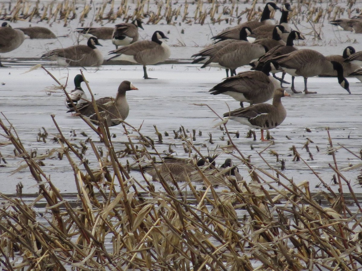 Greater White-fronted Goose - Northeast Wisconsin Bird Club