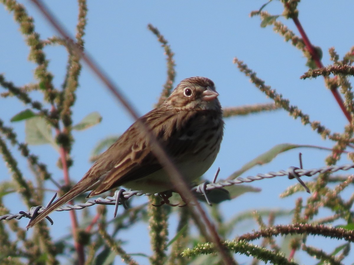 Vesper Sparrow - Cecile & Morris Yarrow