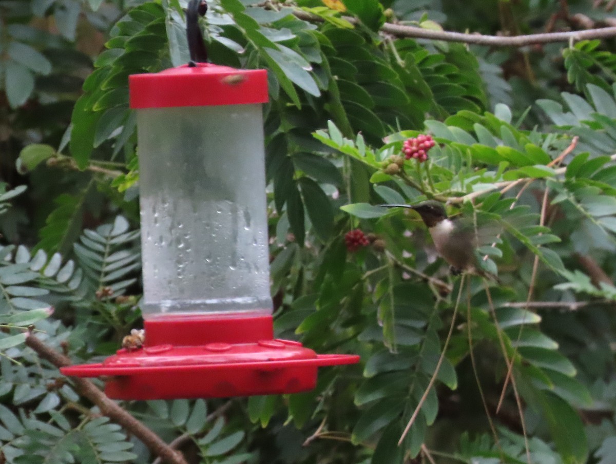 Ruby-throated Hummingbird - ML515605101