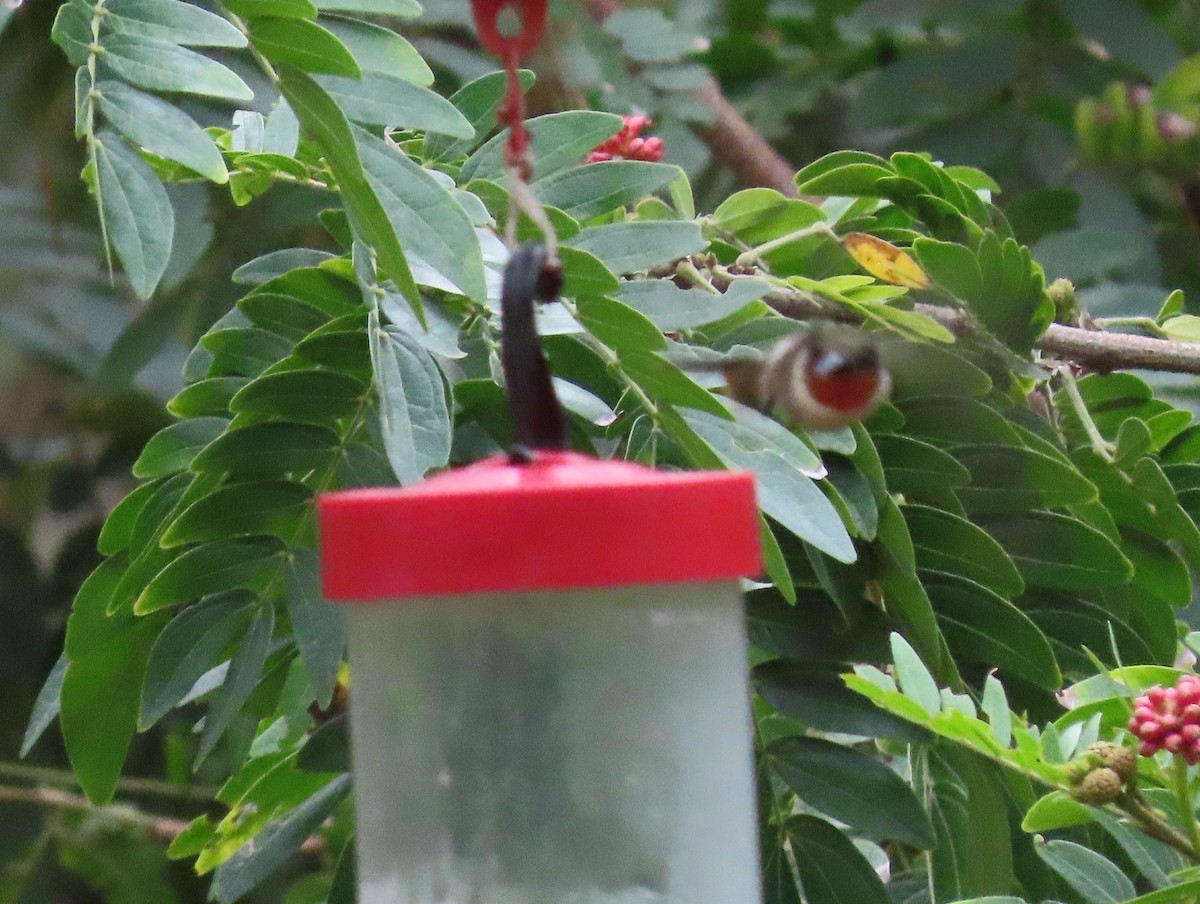 Ruby-throated Hummingbird - ML515605391