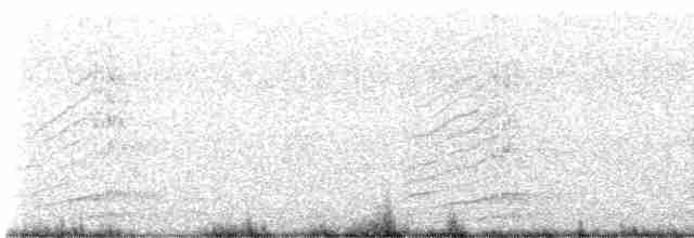 White-necked Crow - ML515608811
