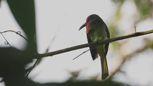 Red-bearded Bee-eater - ML515609861