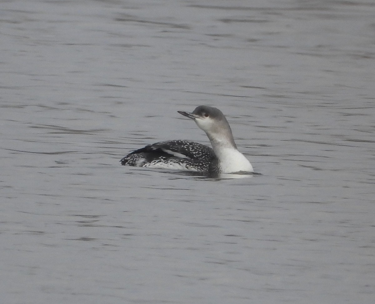 Red-throated Loon - ML515610171