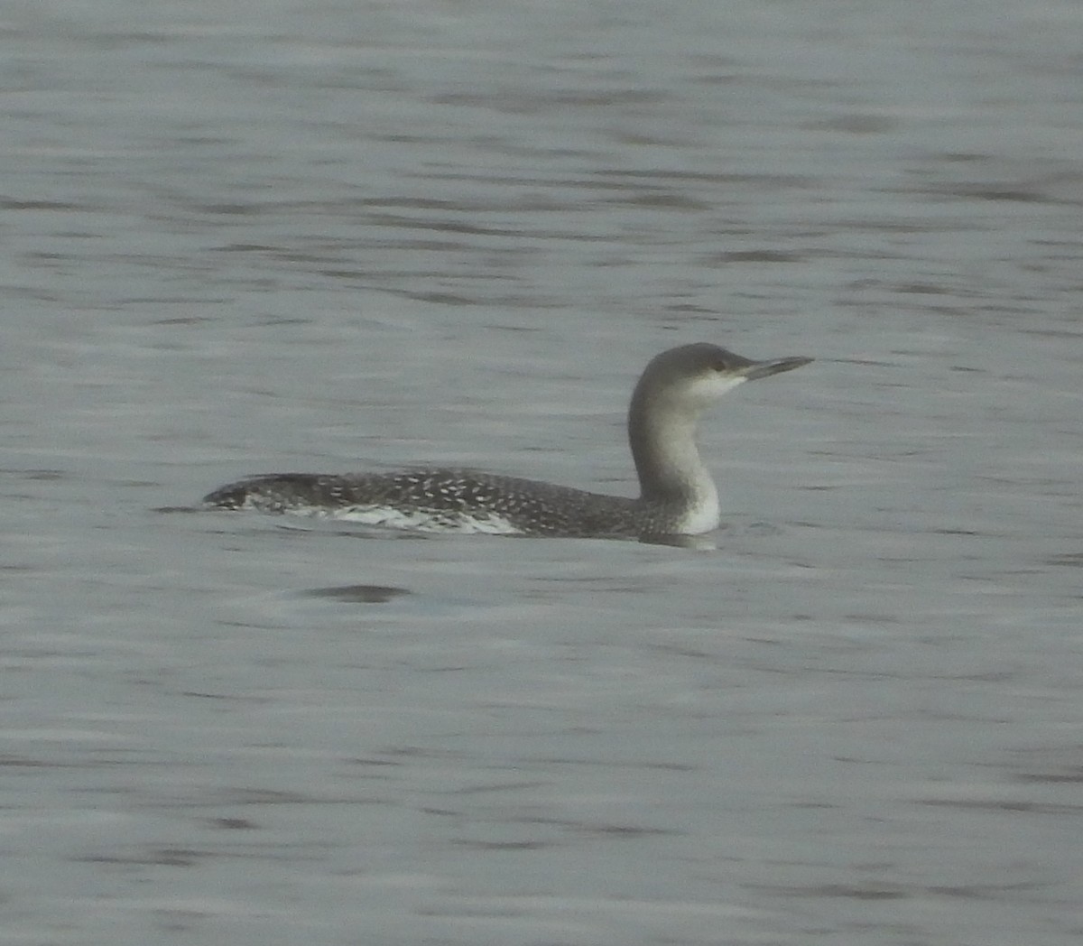 Red-throated Loon - ML515610181