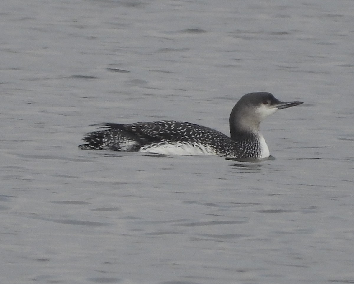 Red-throated Loon - ML515610201