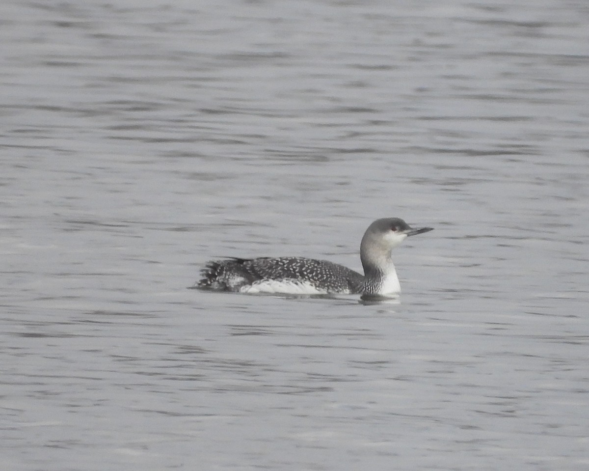 Red-throated Loon - ML515610211