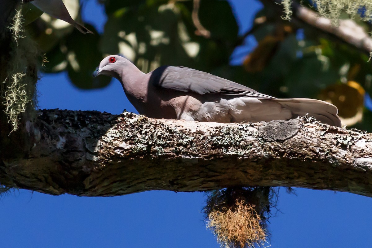 Ring-tailed Pigeon - ML51561591