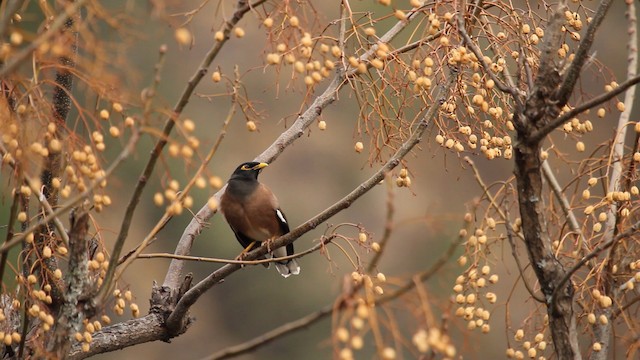  - Common Myna
