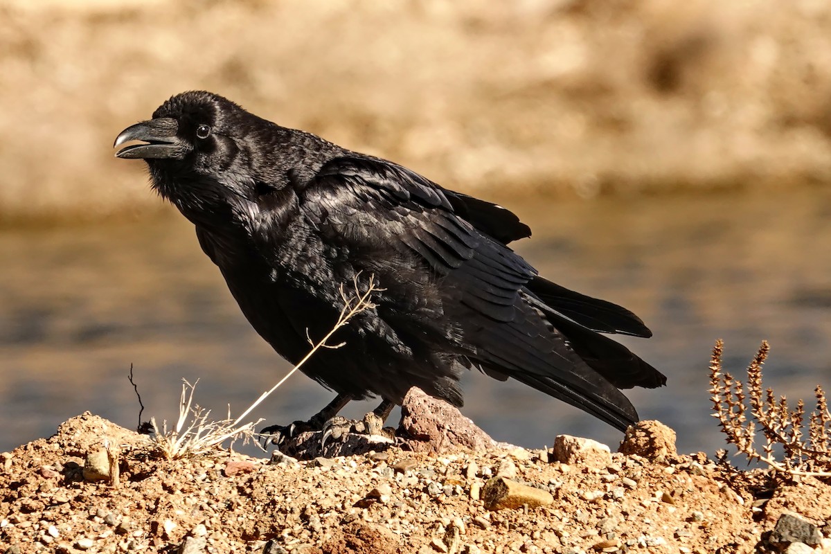 Common Raven - ML515617161