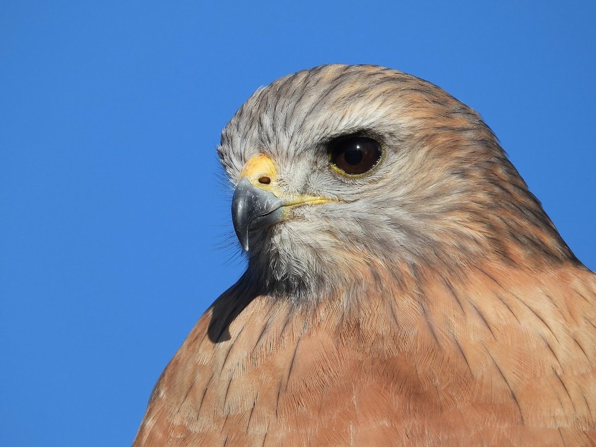 Red-shouldered Hawk - Long-eared Owl