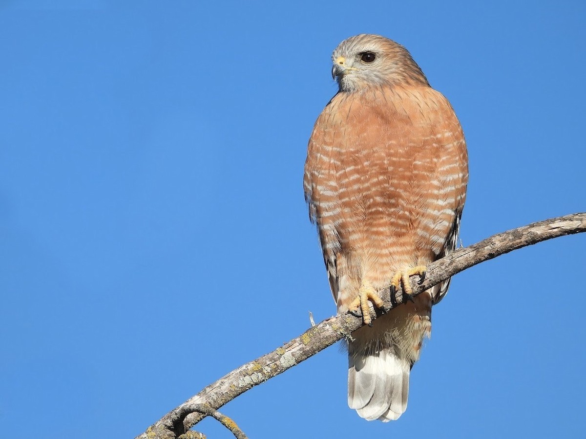 Red-shouldered Hawk - ML515621971