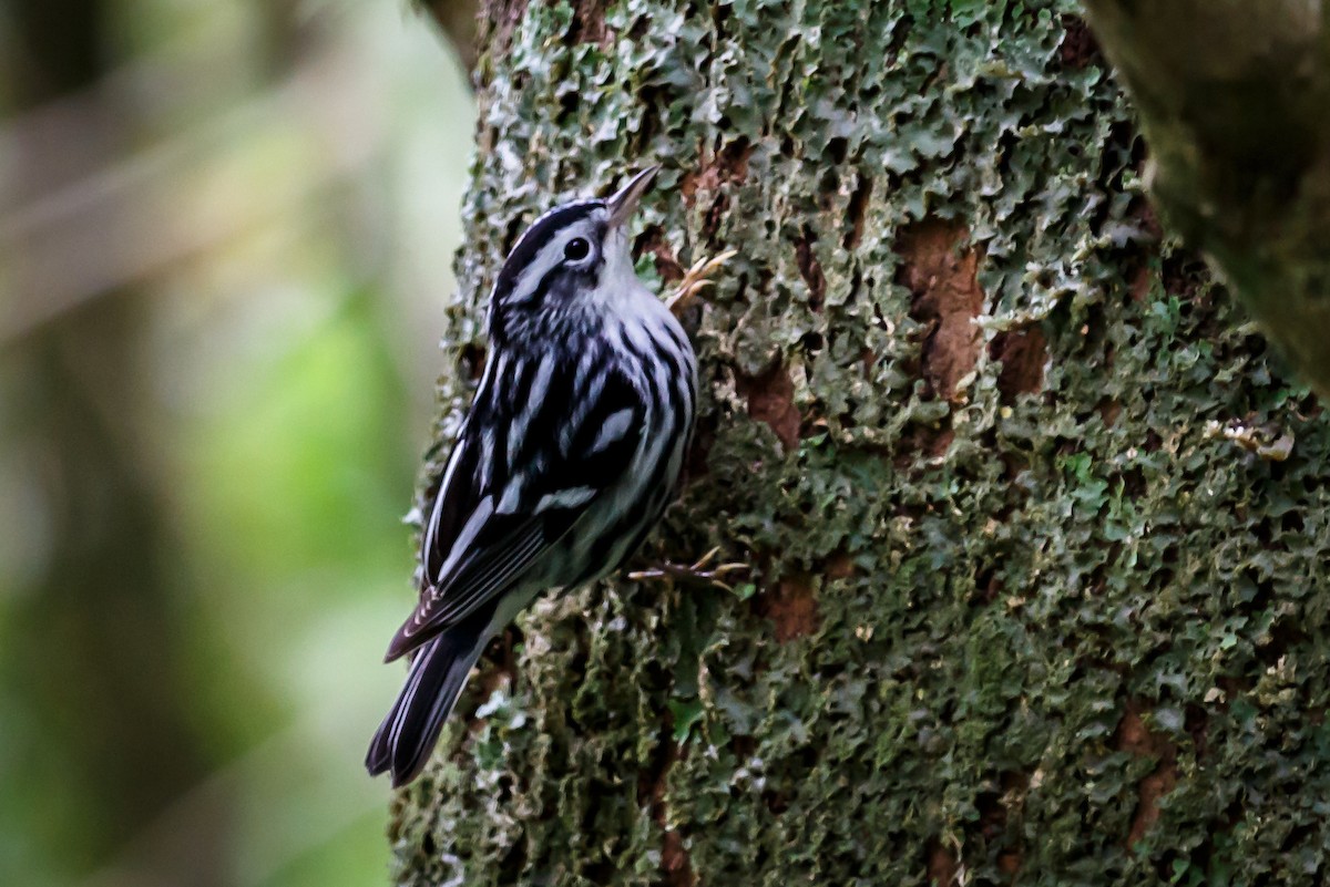 Black-and-white Warbler - ML51562631