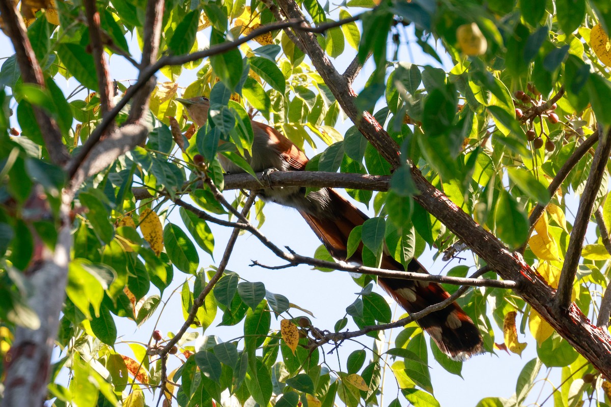 Squirrel Cuckoo (West Mexico) - ML515631151