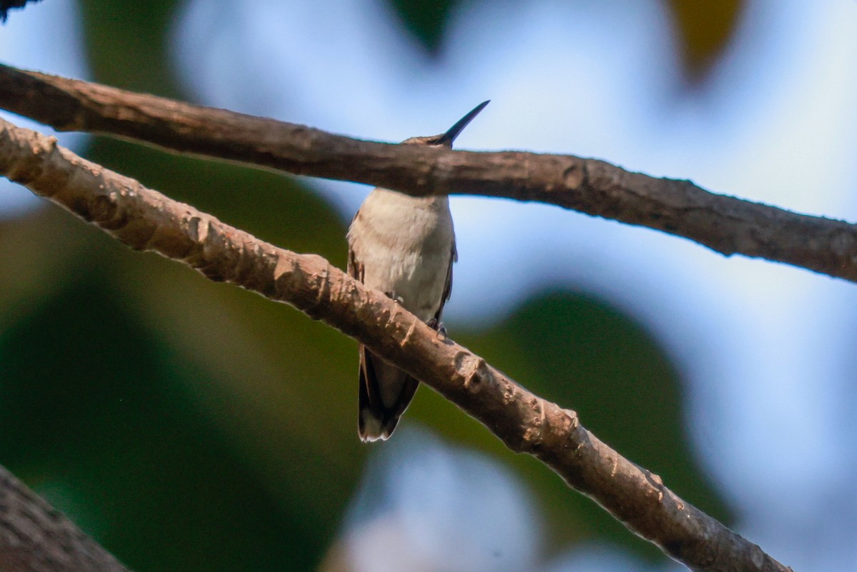 hummingbird sp. - ML515631471