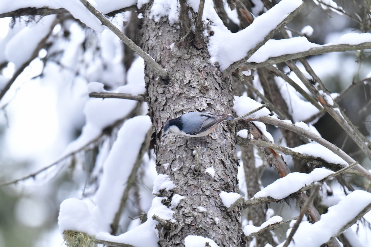 White-breasted Nuthatch - ML515631891