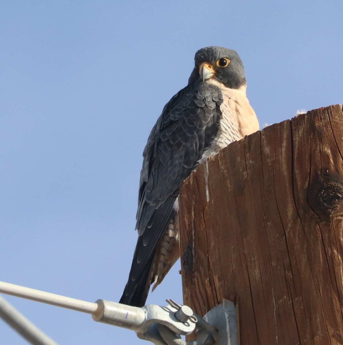 eBird Checklist 22 Dec 2022 Artesia Pahrump, Nv. 2 species