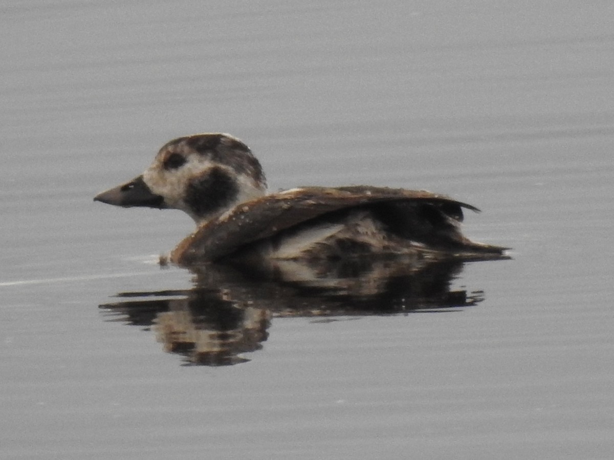 Long-tailed Duck - Nic Abler