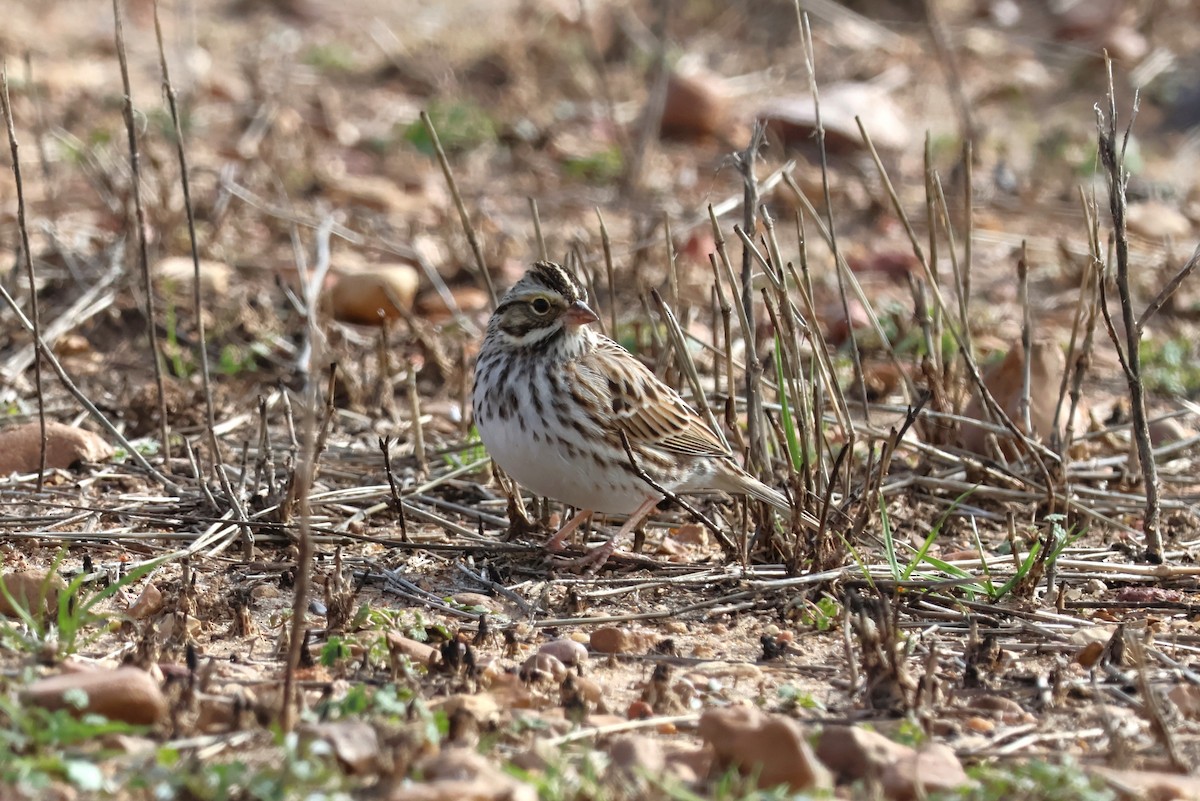 Savannah Sparrow - ML515642711