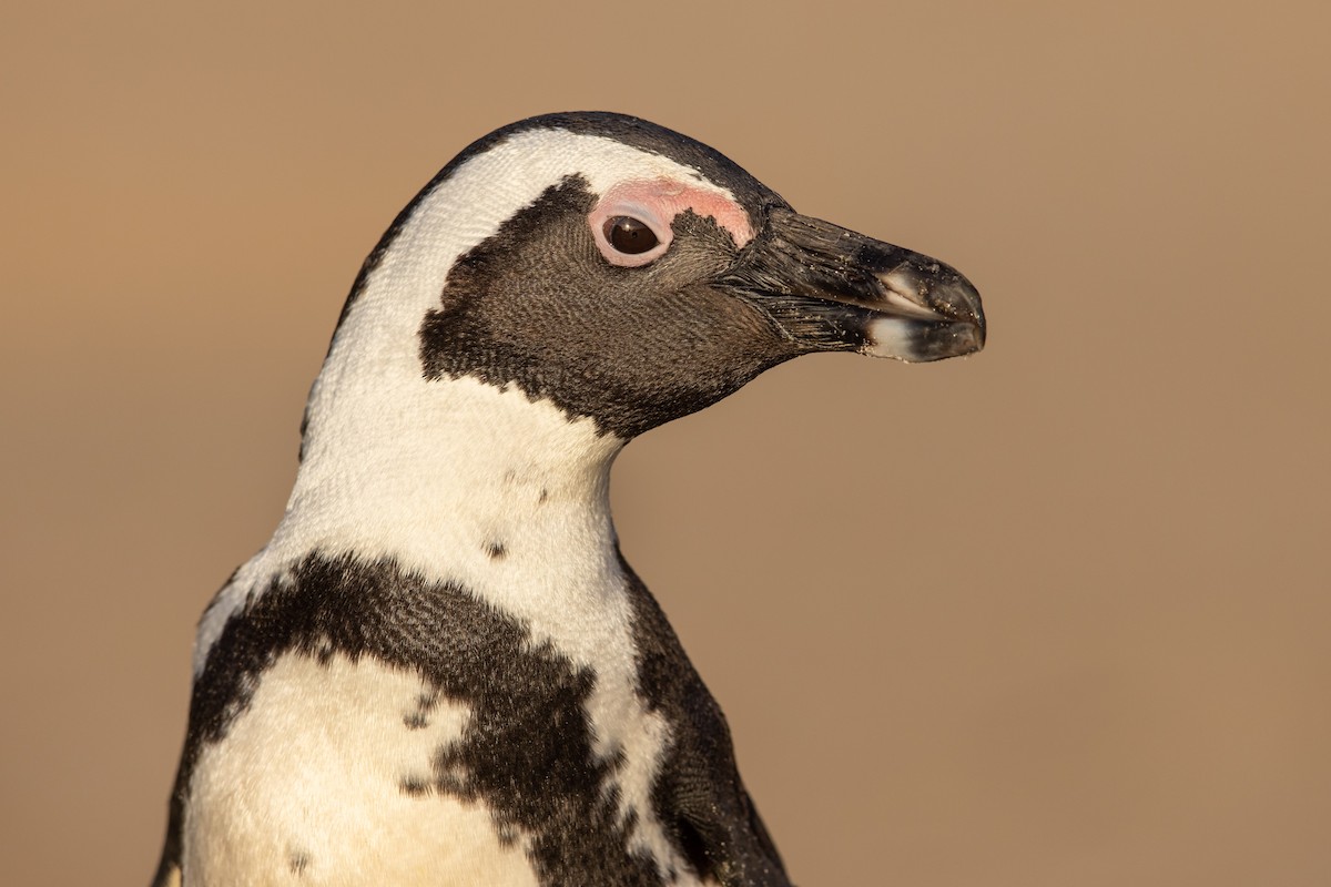 Pingüino de El Cabo - ML515643931