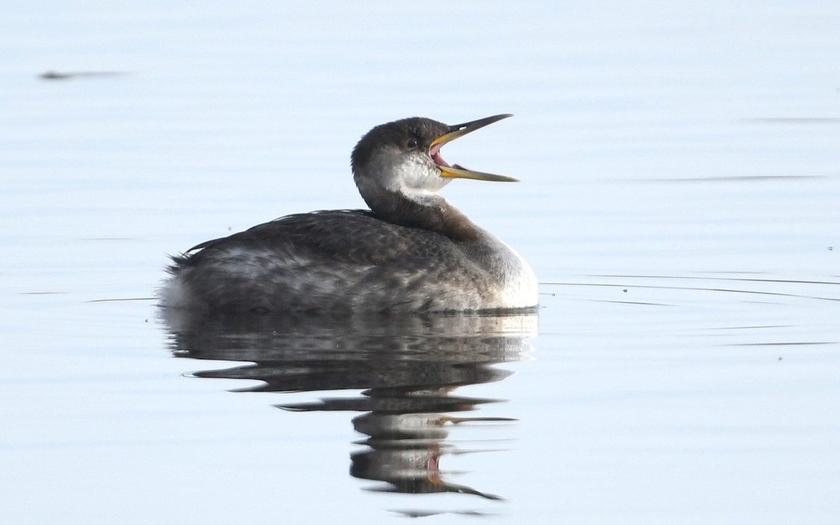 Red-necked Grebe - ML515647481