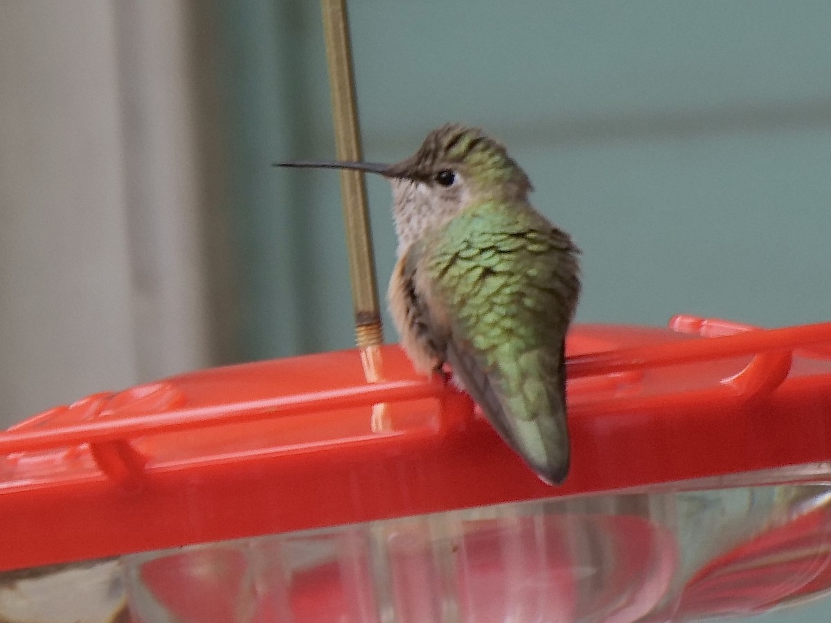 Broad-tailed Hummingbird - ML515647771