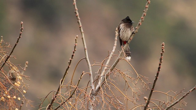  - Red-vented Bulbul