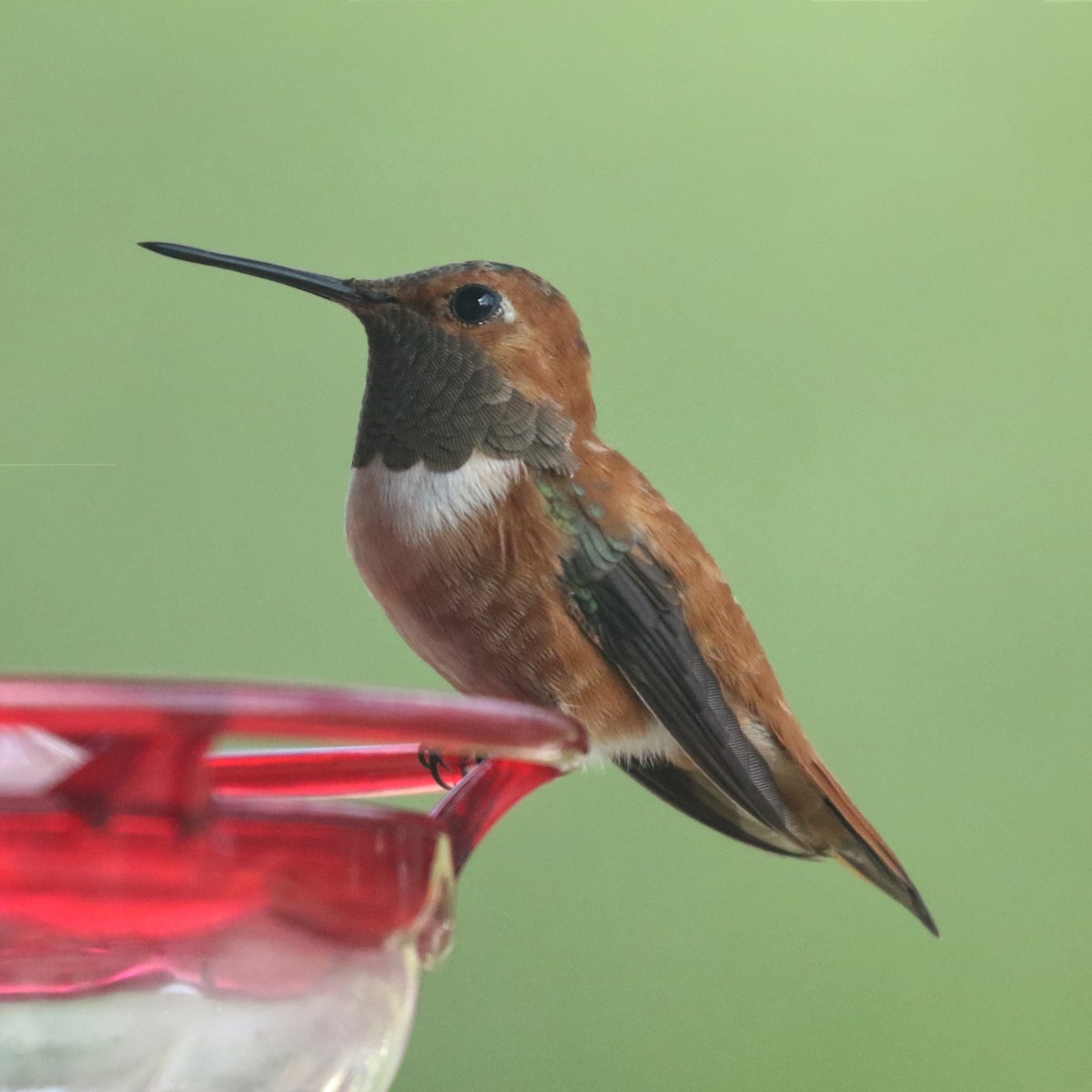 Rufous Hummingbird - Edward Plumer