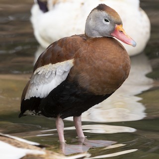 Black-bellied Whistling-Duck, ML515651661