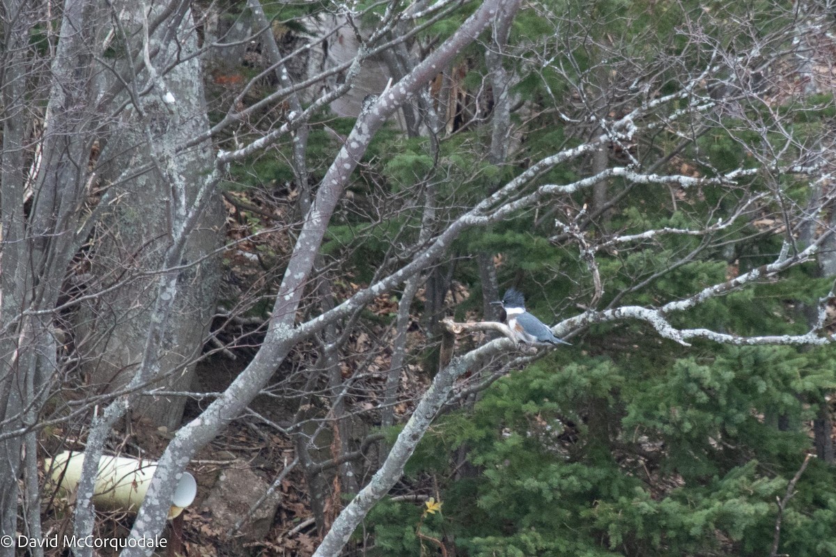 Belted Kingfisher - ML515654341