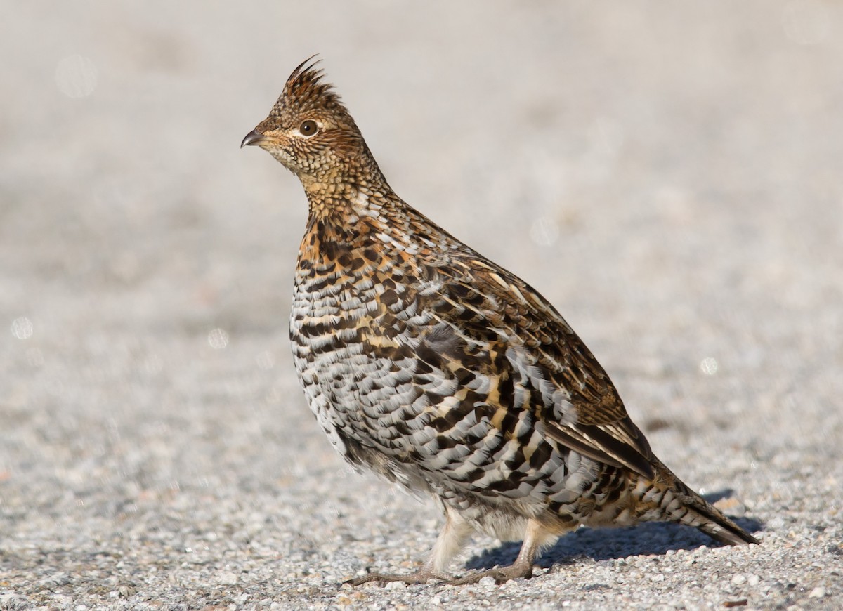 Ruffed Grouse - Alix d'Entremont