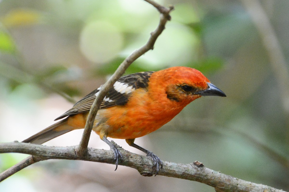 Flame-colored Tanager - ML51566121