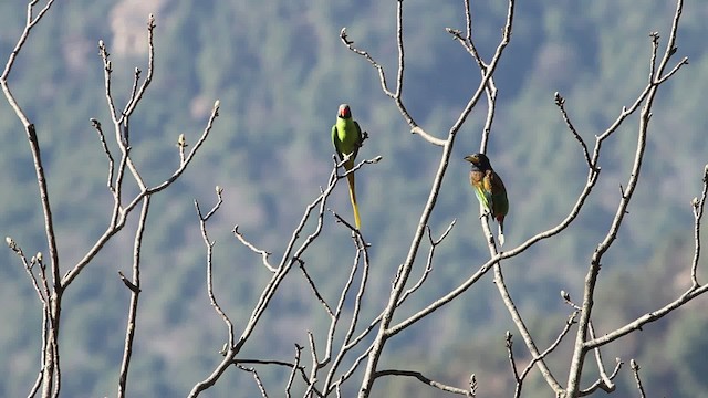 Himalaya Yeşil Papağanı - ML515663