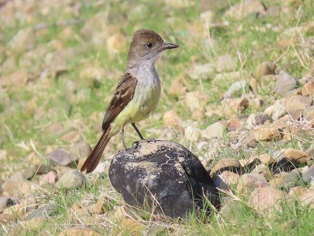 Brown-crested Flycatcher - eBird