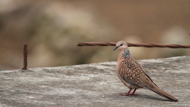 Spotted Dove (Western) - ML515664