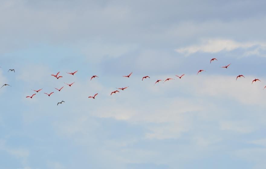 ibis rudý - ML515666331