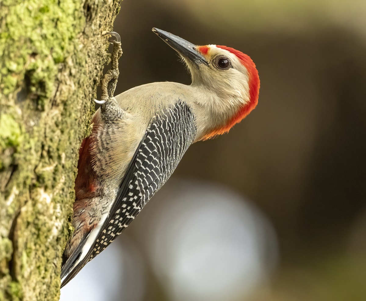 Golden-fronted Woodpecker - Wendy Crowe