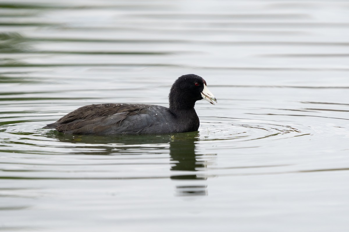 American Coot - Heather Mall