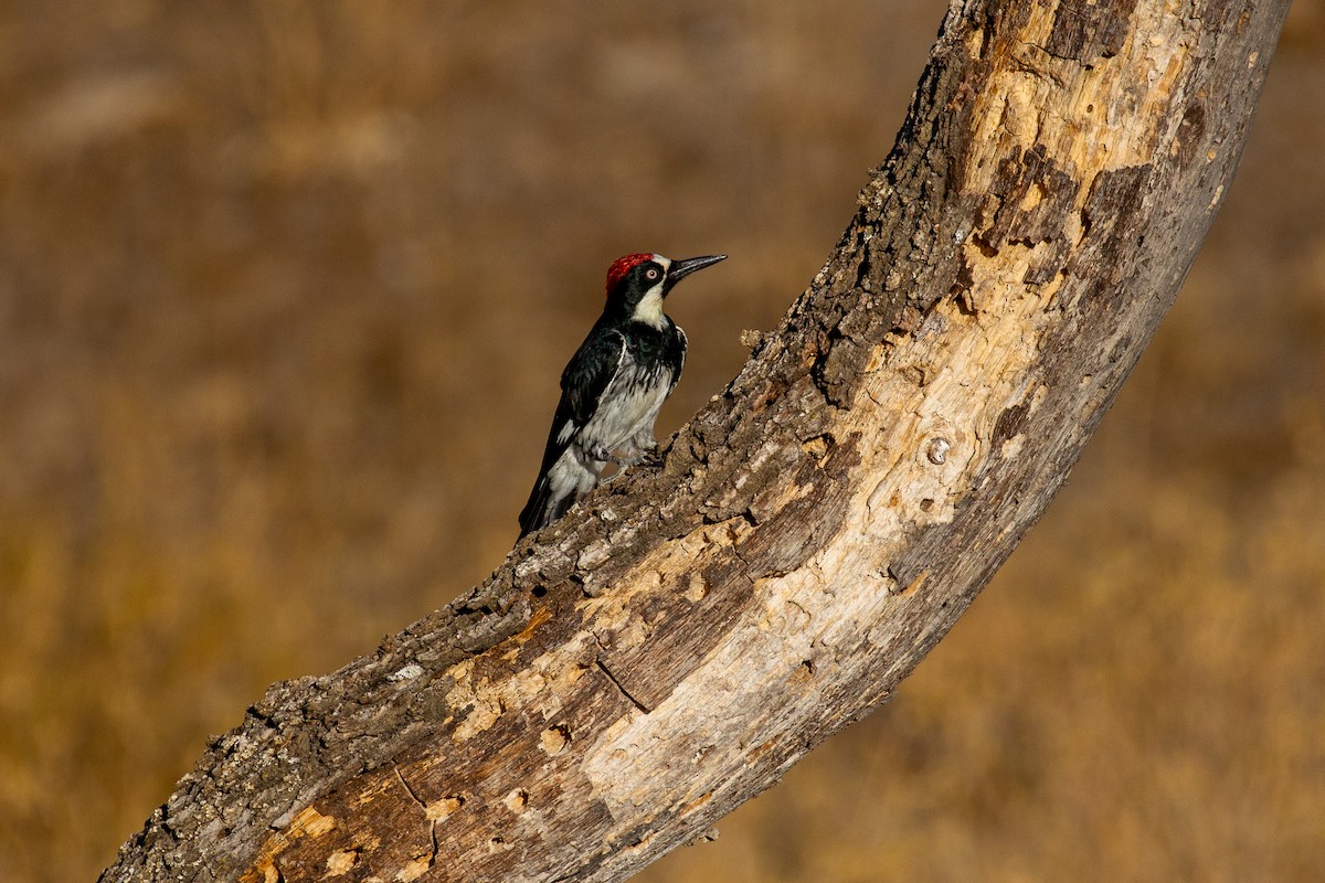 Acorn Woodpecker - ML515666501