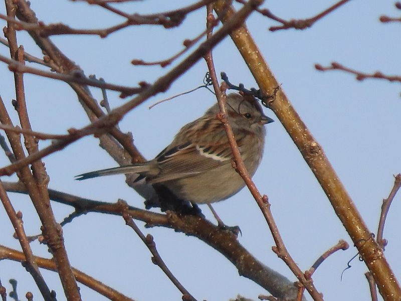 American Tree Sparrow - ML515666531