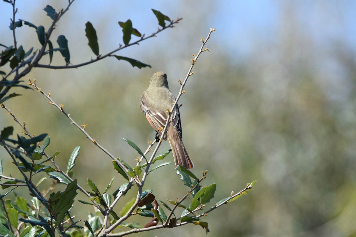 Great Crested Flycatcher - Perry Doggrell